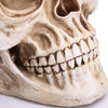 1:1 Replica Realistic Human Adult Skull Head Bone Model