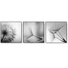 70cmx70cm Botanical dandelions 3 Sets Black Frame Canvas Wall Art