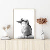 Wall Art 80cmx120cm Kookaburra Black Frame Canvas