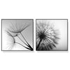 Wall Art 60cmx60cm Black and white dandelion 2 Sets Black Frame Canvas