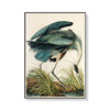 Wall Art 80cmx120cm Great Blue Heron By John James Audubon Black Frame Canvas