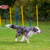 Floofi Dog Agility Training Set FI-DGT-100-SL / FI-DGT-100-YX