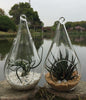 10 Pack of Hanging Clear Glass Tealight Candle Holder Tear Drop Pear Shape - 12cm High - Terrarium Plant Mini Garden Holder Decor