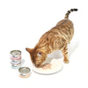 CAT FOREST Classic Tuna White Meat With Shrimp In Gravy Cat Canned Food 85G X 24